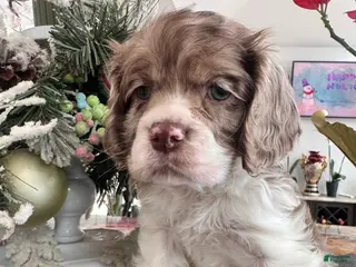 Cocker Spaniel dogs Archie Cocker Spaniel Puppy 1 - Ad 13