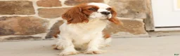 Cavapoo dogs for sale: Loki - Ad 6