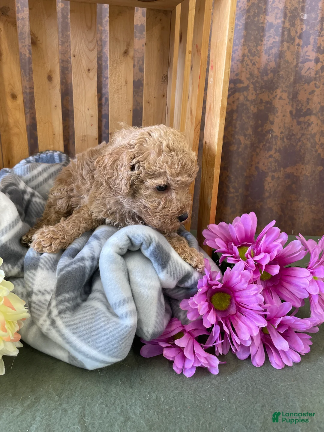 Labradoodle dogs for sale: Larry - Ad 7