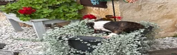 Boston Terrier dogs for sale: Kathi - Ad 6