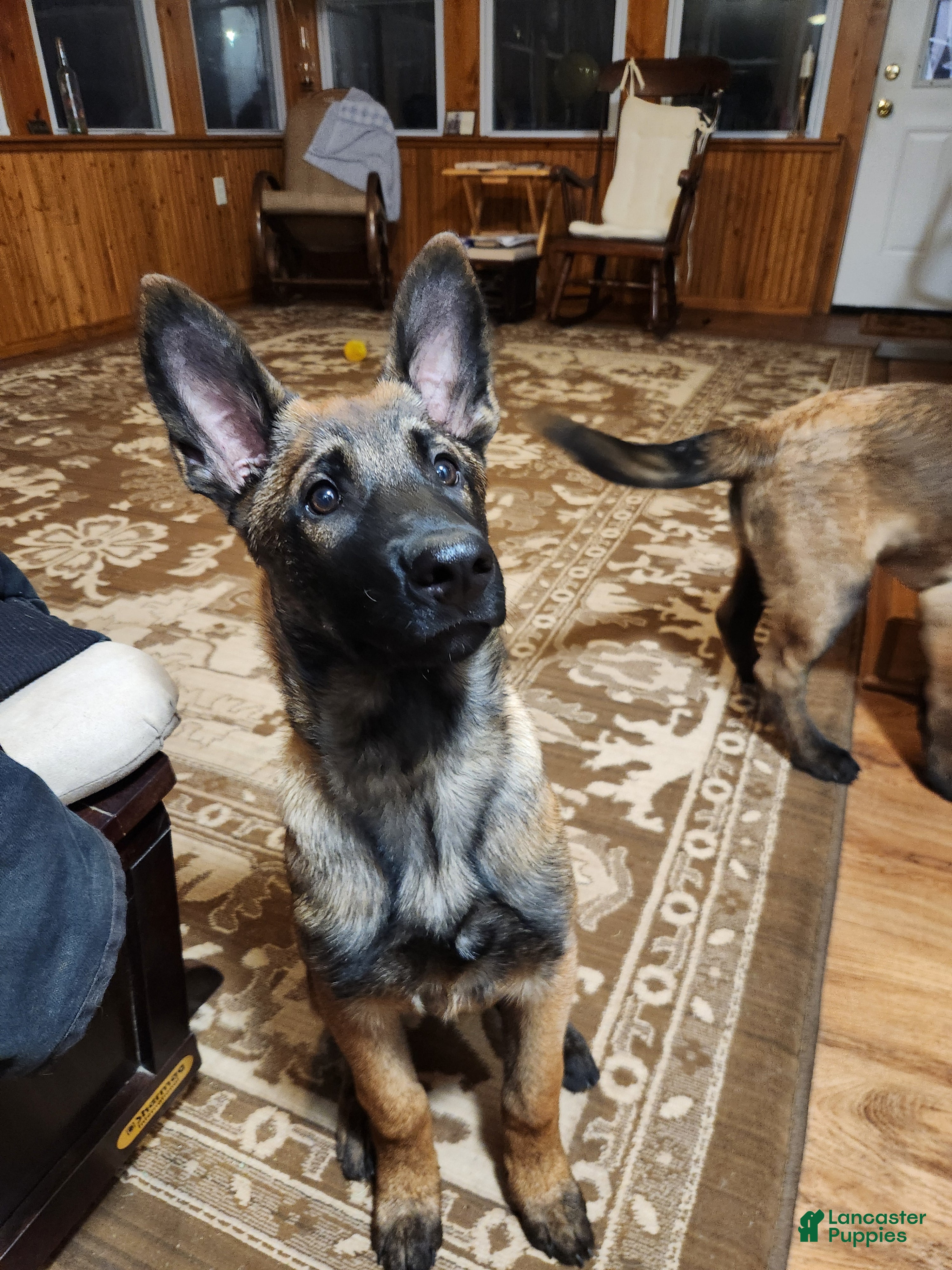 Belgian Malinois dogs Green Bean - Ad 36