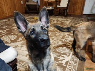 Belgian Malinois dogs Green Bean - Ad 36