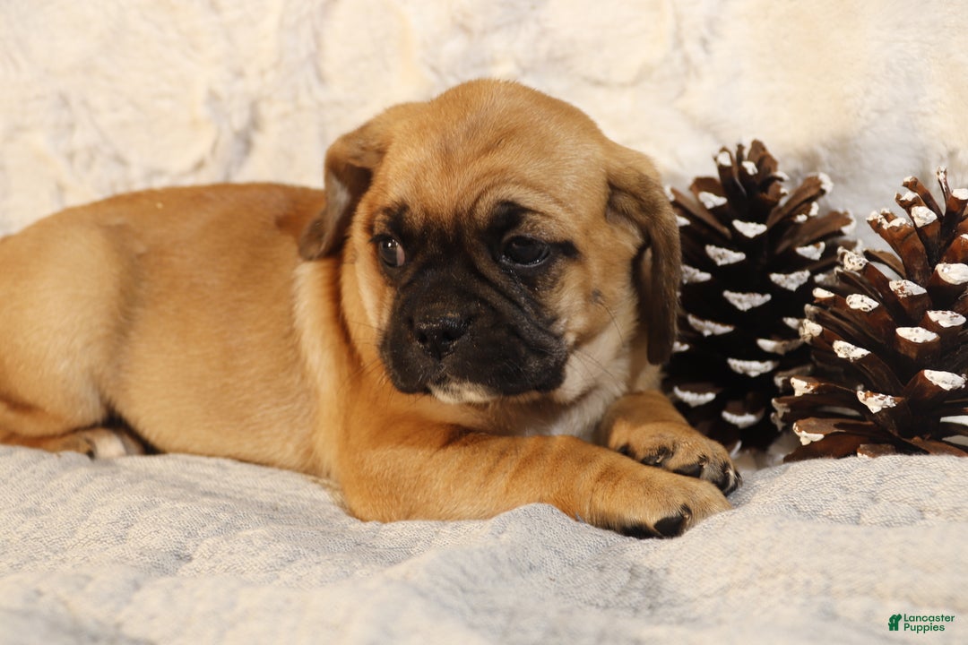 Puggle dogs for sale: Trixie - Ad 2