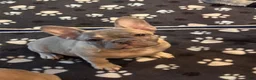 French Bulldog dogs for sale: Brownie - Ad 4