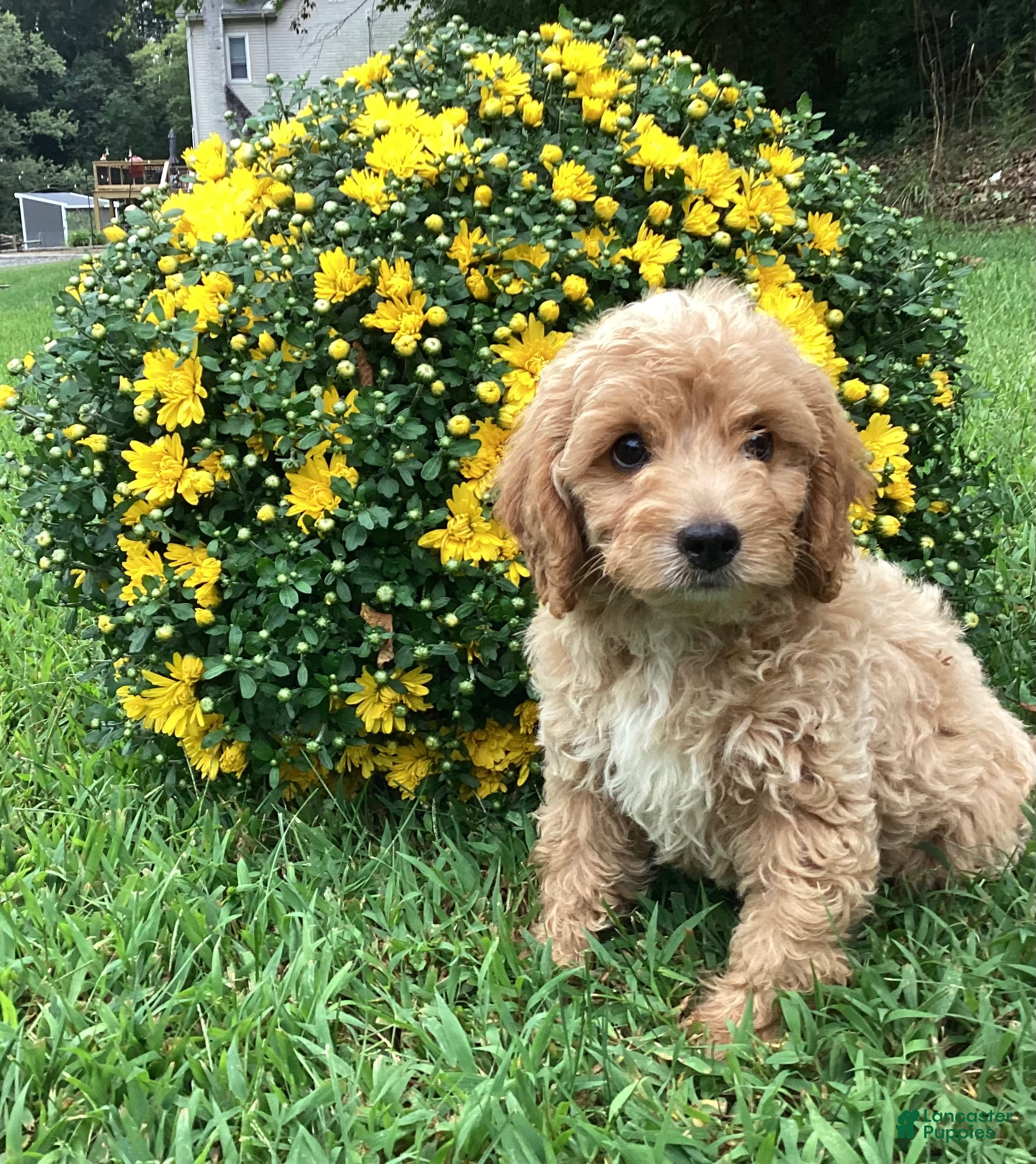 Mini Goldendoodle dogs for sale: Ranger - Ad 3