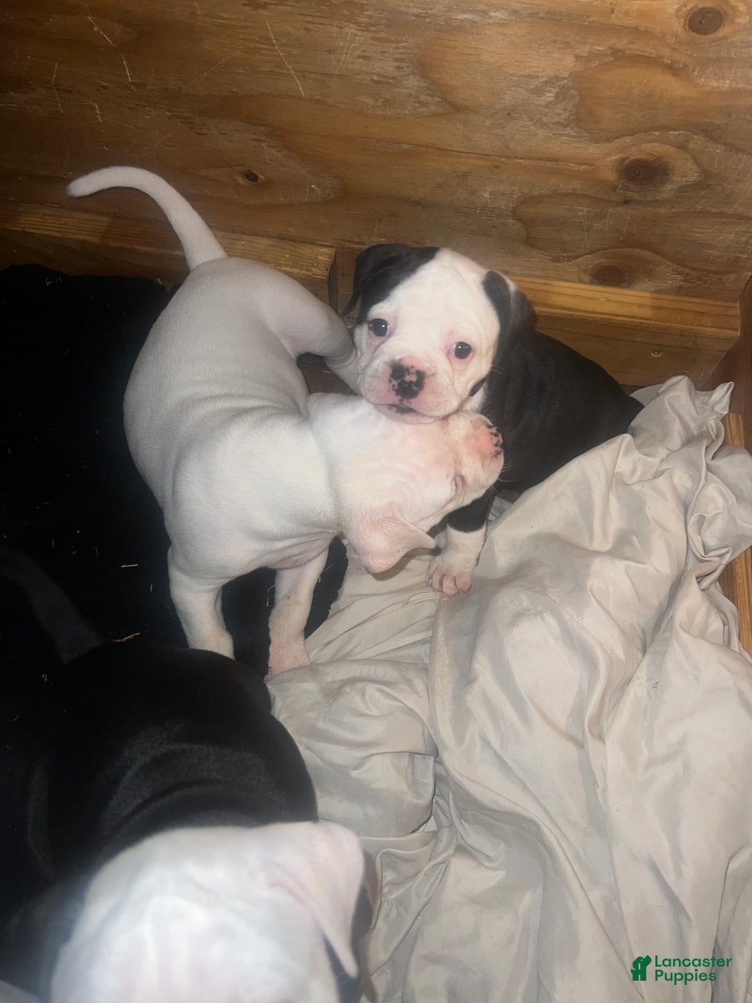 American Bulldog dogs for sale: American Bulldog Puppy 3 - Ad 1