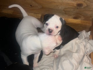 American Bulldog dogs American Bulldog Puppy 3 - Ad 11