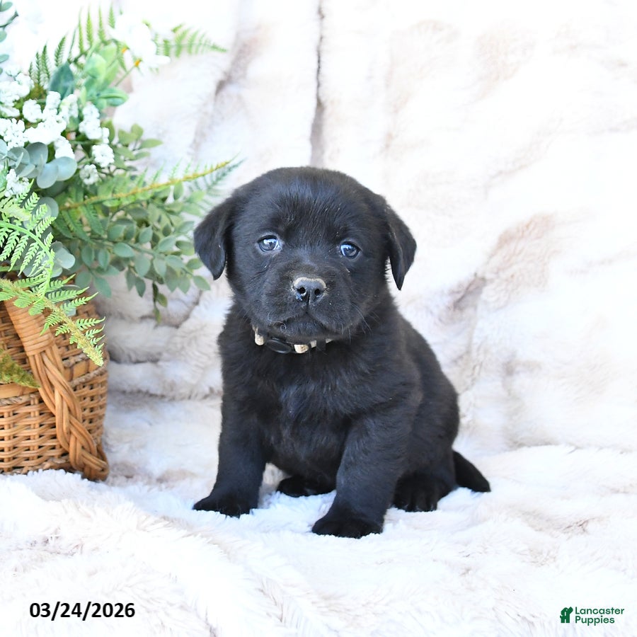 Labrador Retriever dogs Flora   - Ad 1