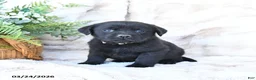 Labrador Retriever dogs for sale: Flora   - Ad 1