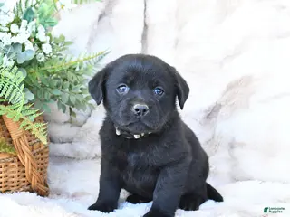 Labrador Retriever dogs for sale: Flora - Ad 2