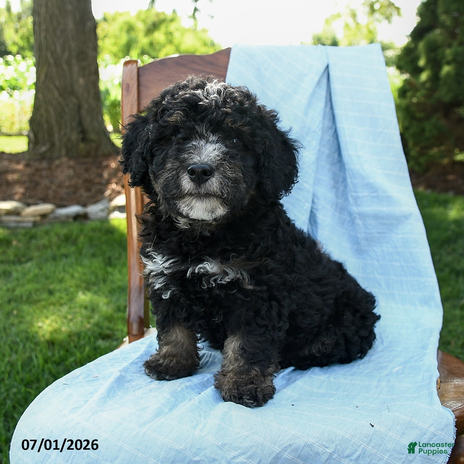 Mini Bernedoodle dogs Cindy - Ad 1