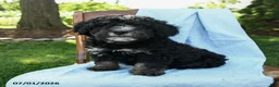 Mini Bernedoodle dogs for sale: Cindy - Ad 6