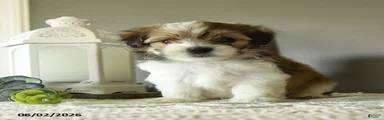 Jake