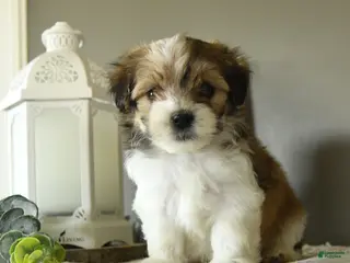 Mixed Breed dogs for sale: Jake - Ad 1