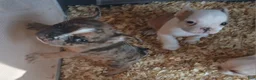 Frenchton dogs for sale: Gremlin/Cheetah - Ad 3