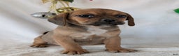 Puggle dogs for sale: Buddy  - Ad 7