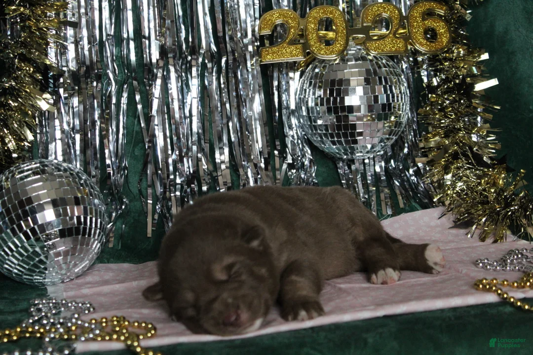 Gerberian Shepsky dogs for sale: 1 Pink - Ad 7