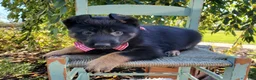 German Shepherd dogs for sale: Tessa - Ad 5