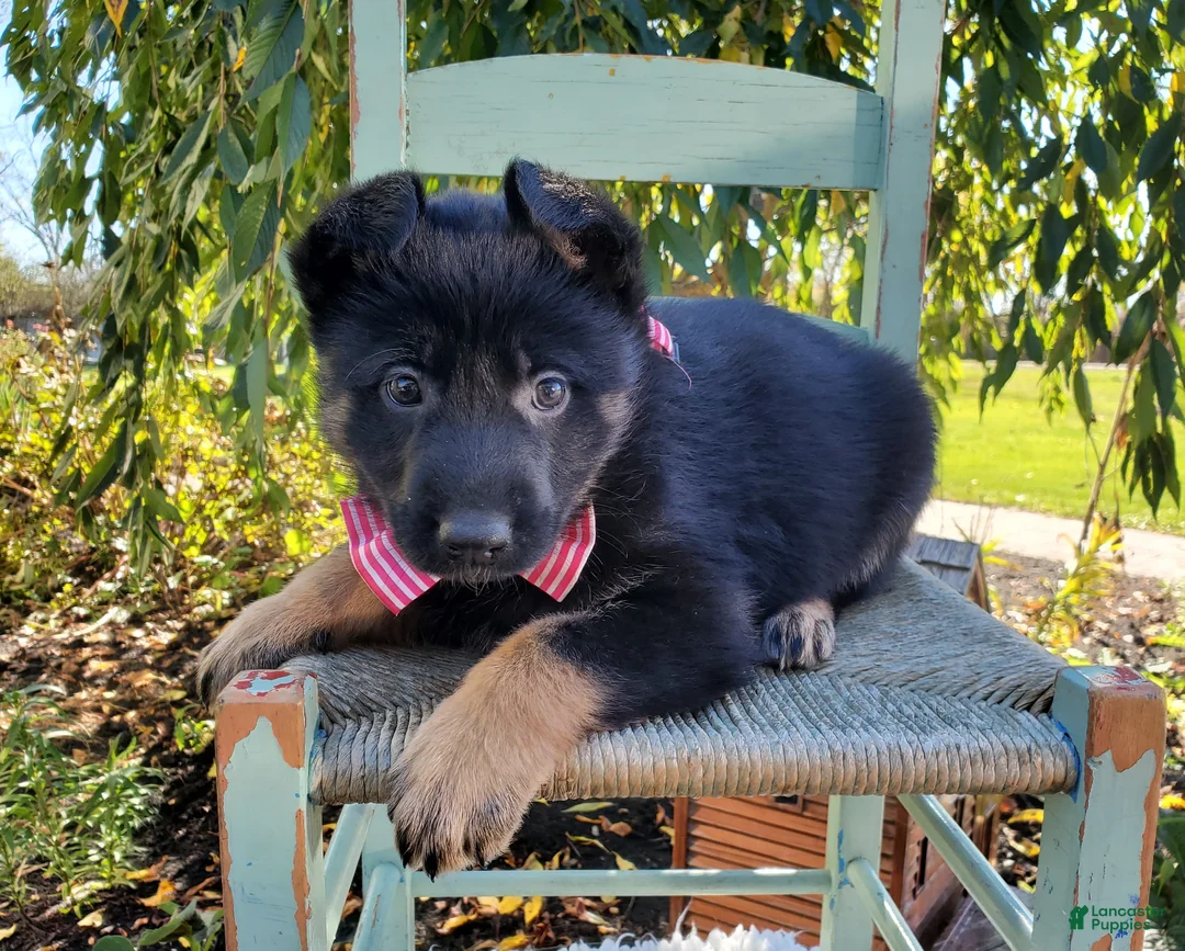 German Shepherd dogs for sale: Tessa - Ad 5