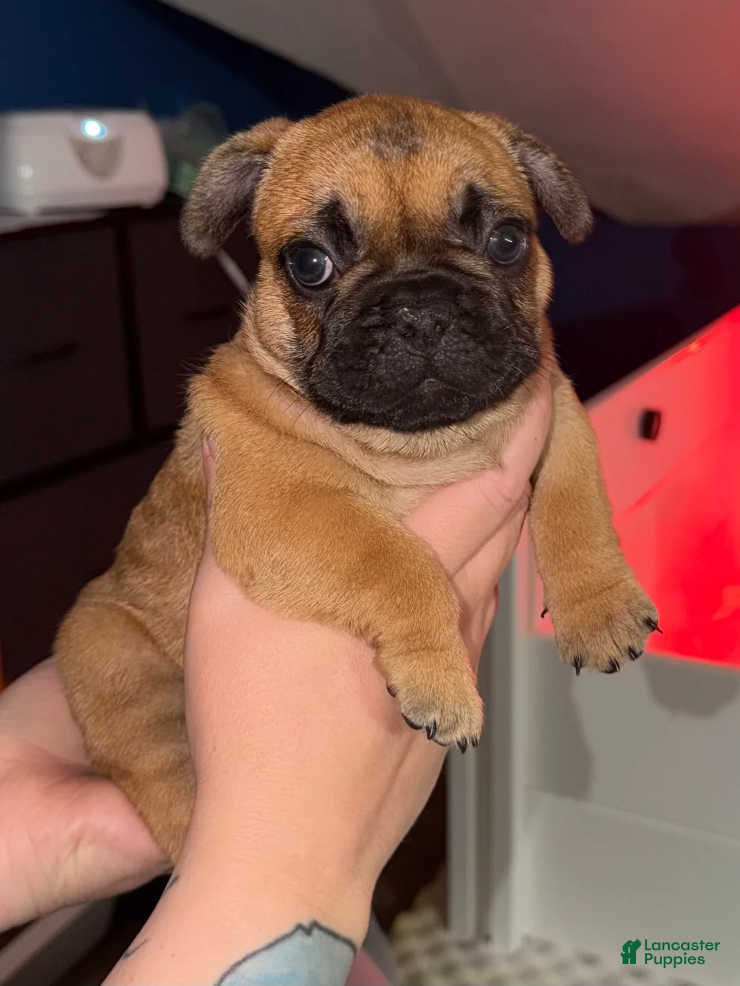 French Bulldog dogs for sale: French Bulldog Puppy 2 - Ad 3