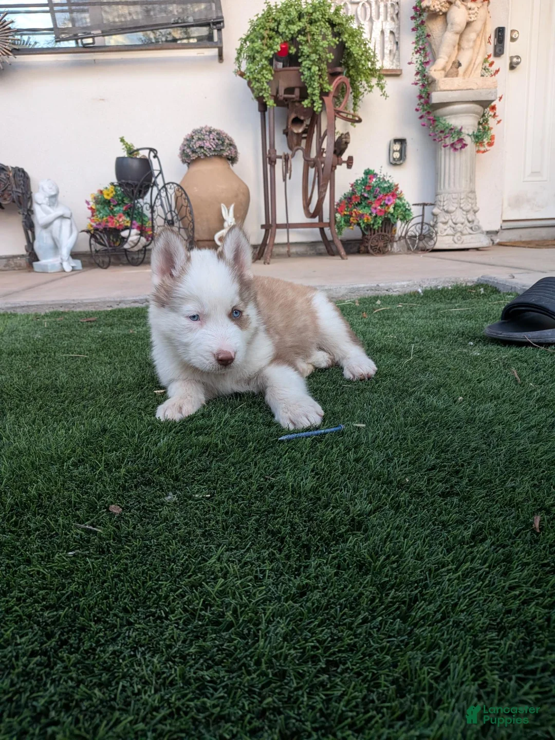 Siberian Husky dogs for sale: Siberian Husky 1 - Ad 1