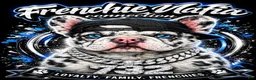 French Bulldog dogs for sale: French Bulldog  - Ad 1