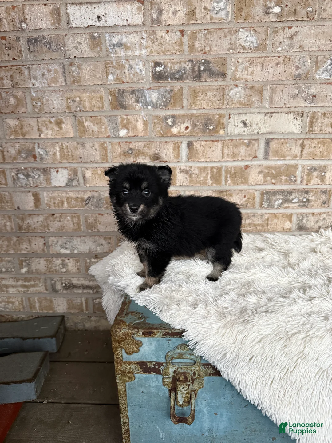 Pomsky dogs for sale: Paisley - Ad 3