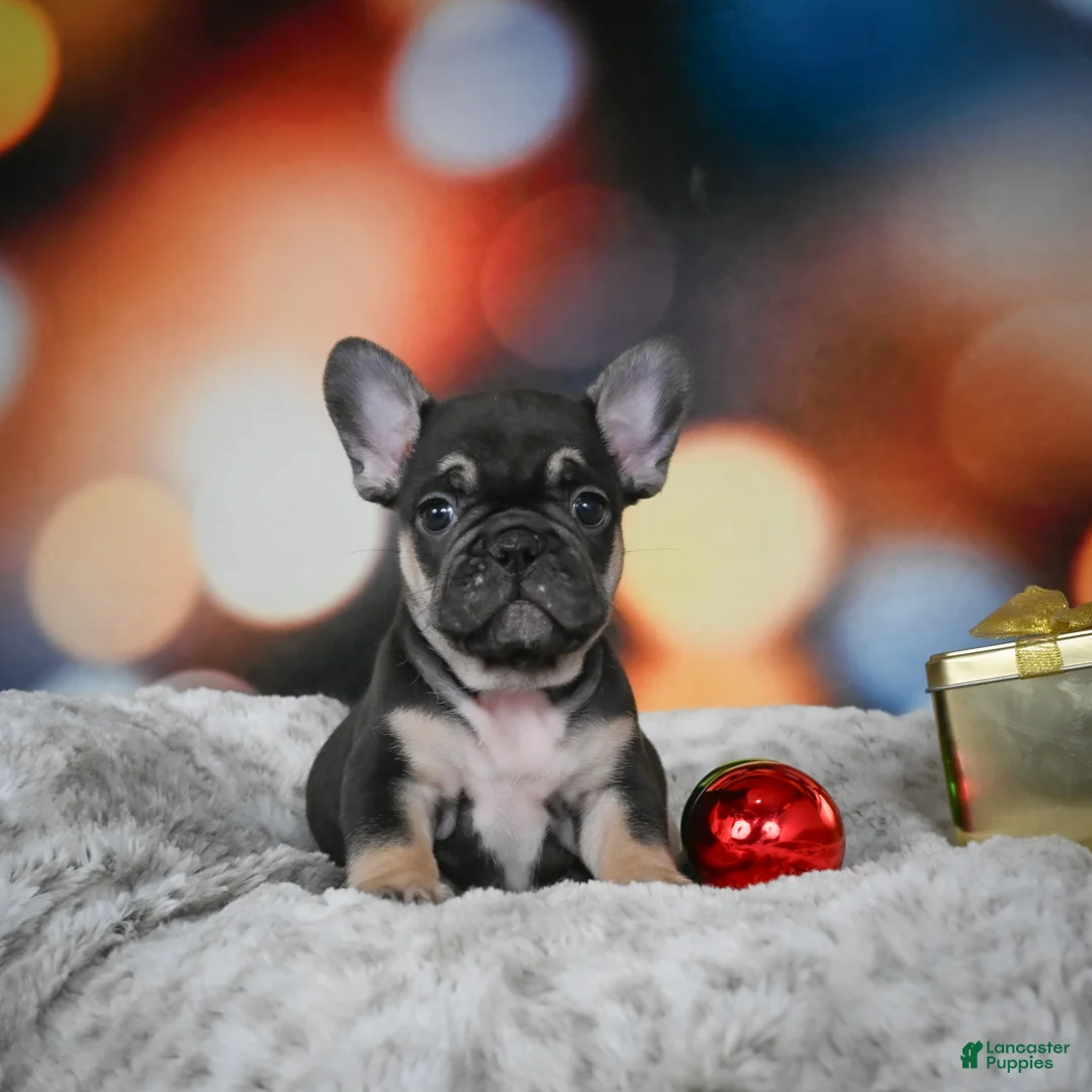 French Bulldog dogs for sale: Cooper - Ad 4