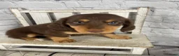 Miniature Dachshund dogs for sale: Chase - Ad 4