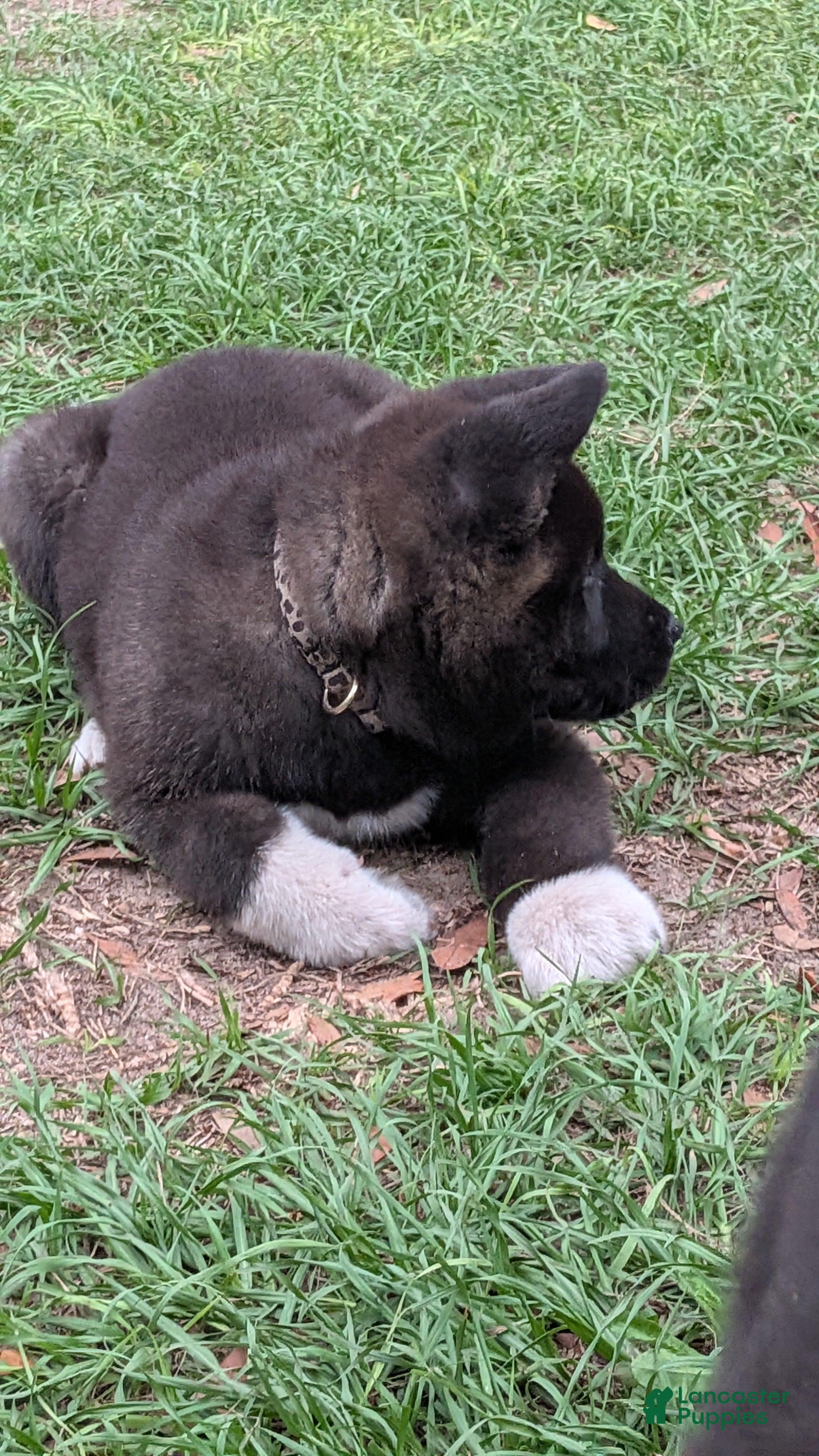 Akita dogs Nikki - Ad 2