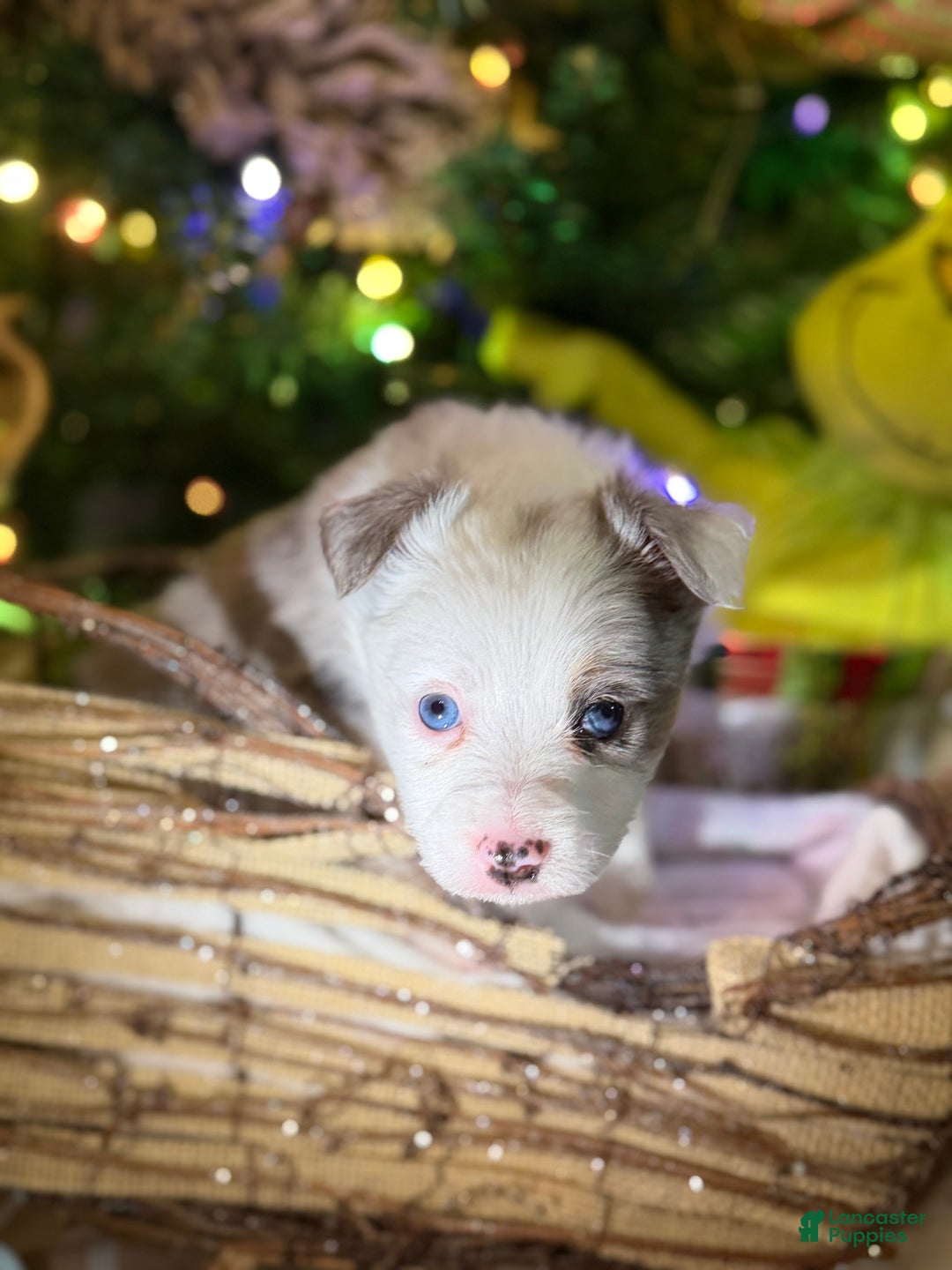 Miniature Australian Shepherd dogs for sale: PINK - Ad 2