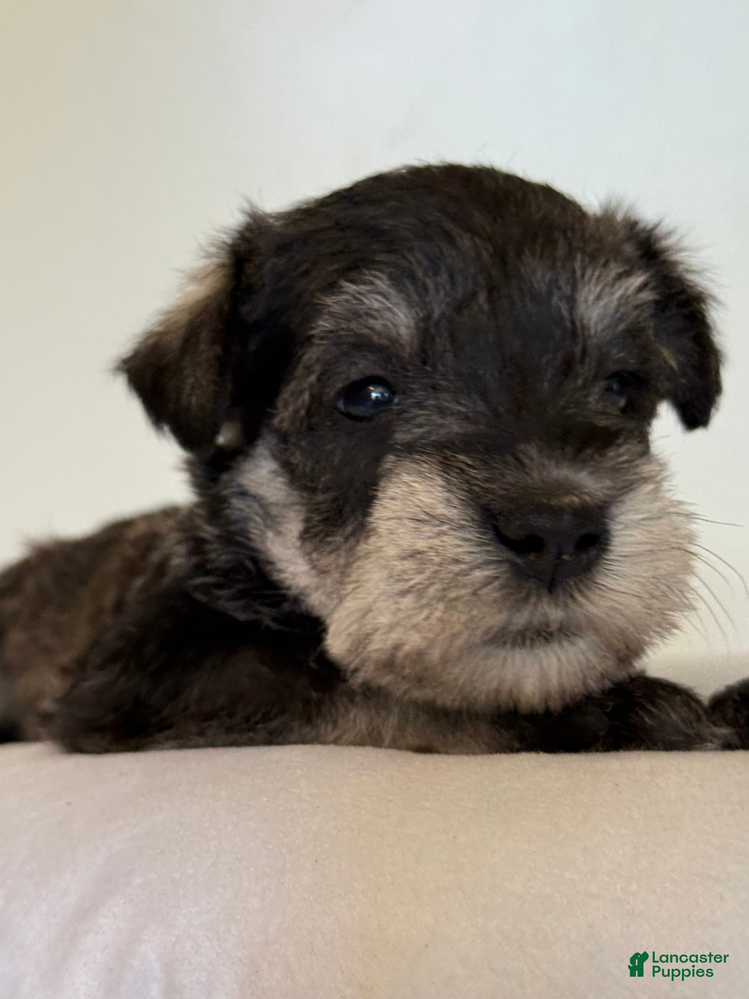 Miniature Schnauzer dogs Shep Miniature Schnauzer  - Ad 2