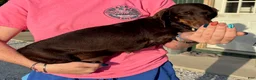Miniature Dachshund dogs for sale: Miniature Dachshund 2 Tito  - Ad 4