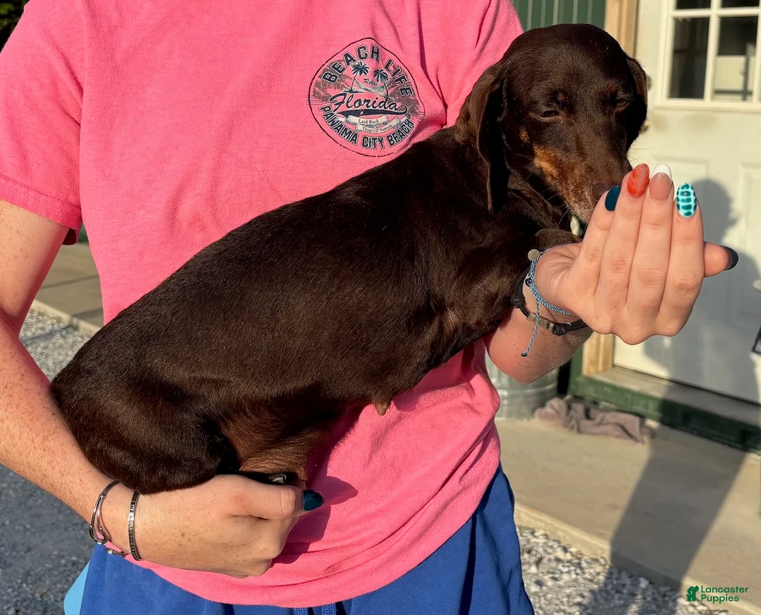 Miniature Dachshund dogs for sale: Miniature Dachshund 2.  Oliver  - Ad 2