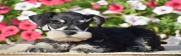 Miniature Schnauzer dogs for sale: Abigail - Mini - Ad 4