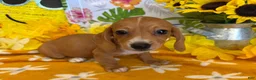 Miniature Dachshund dogs for sale: Annie - Ad 1