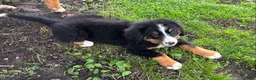 Bernese Mountain Dog dogs for sale: Bernese Mountain Dog Puppy 2 - Ad 2