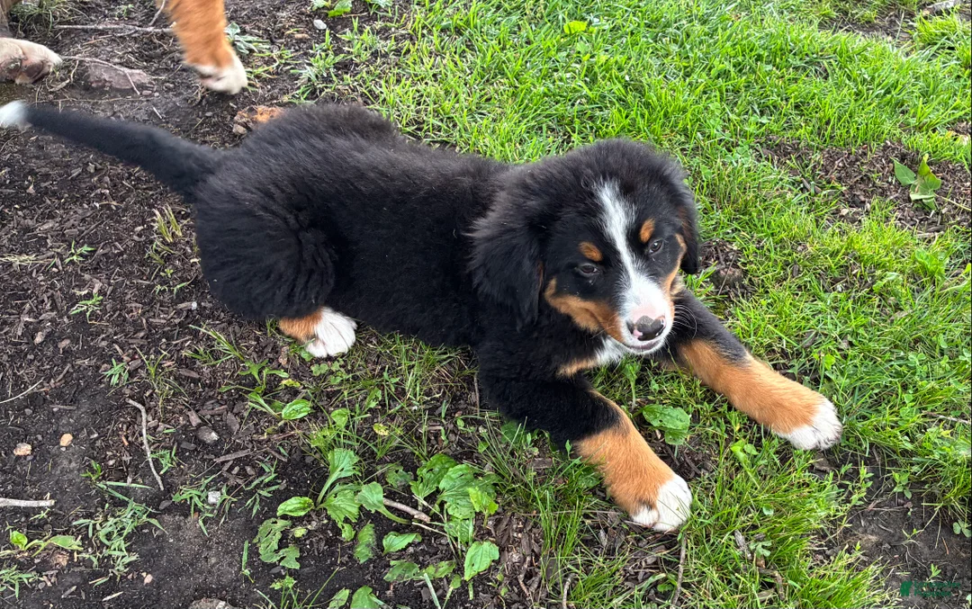 Bernese Mountain Dog dogs for sale: Bernese Mountain Dog Puppy 2 - Ad 2