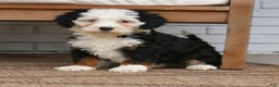 Mini Bernedoodle dogs for sale: Riker  - Ad 3