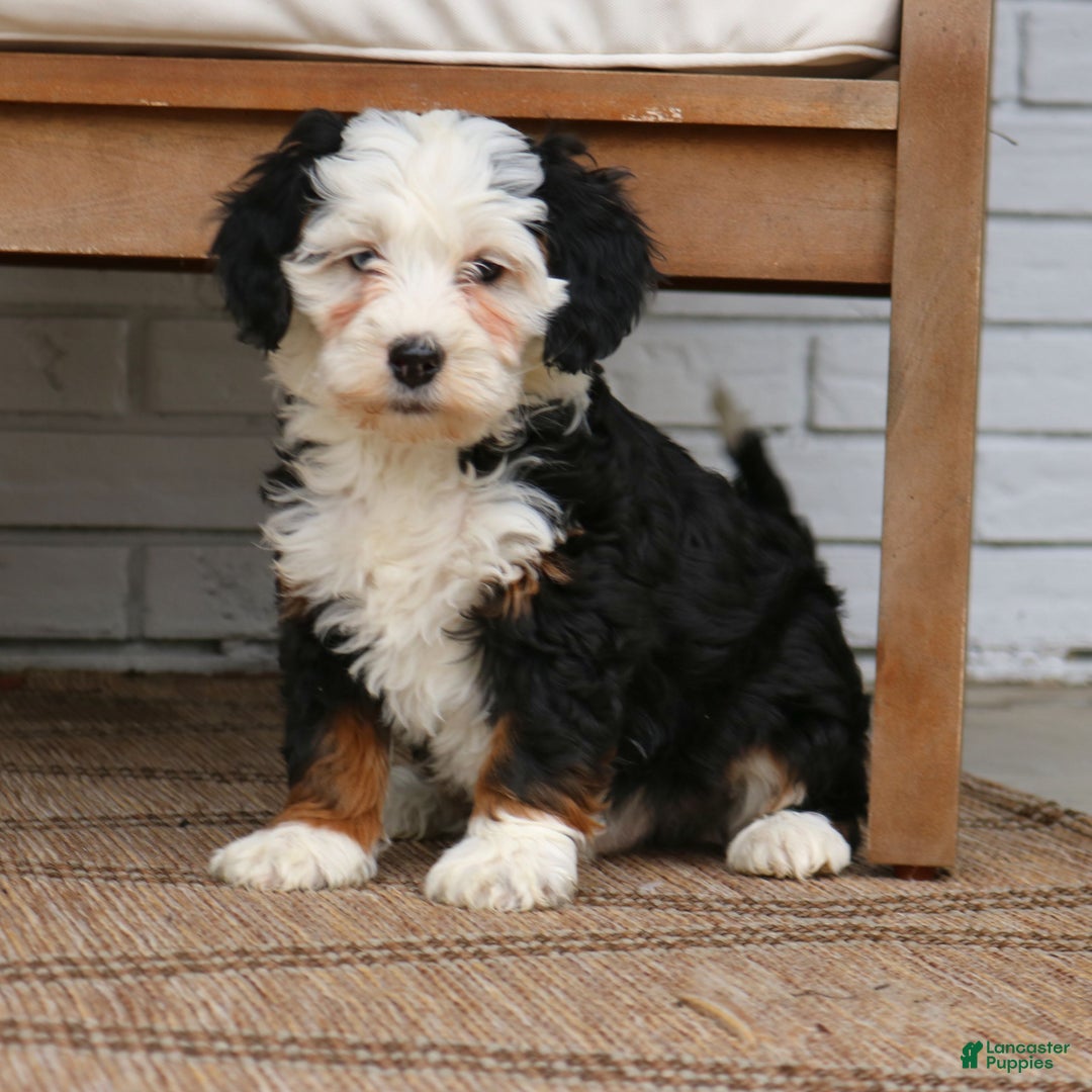 Mini Bernedoodle dogs for sale: Riker  - Ad 3