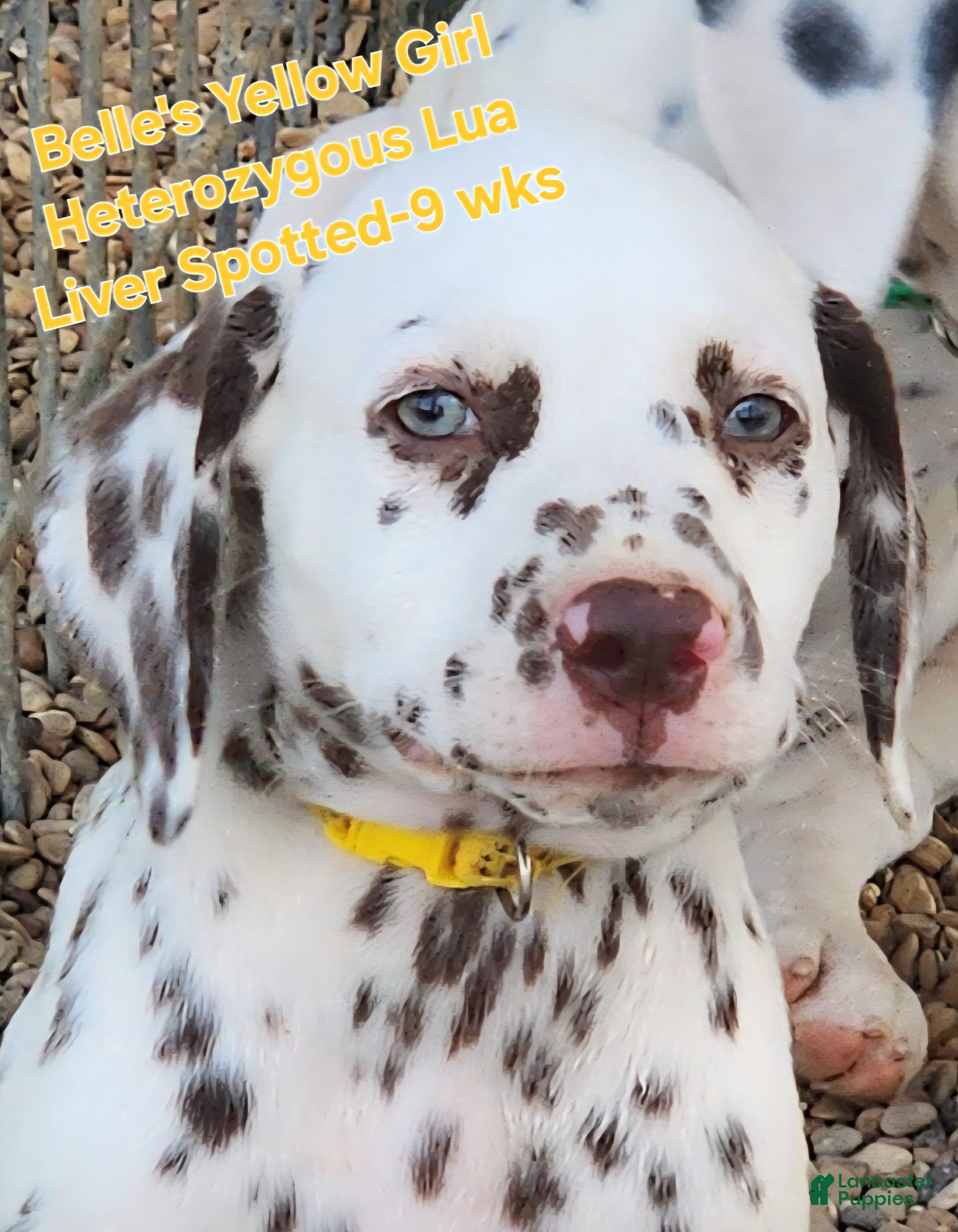 Long Coat Dalmatian Liver Dalmatian Puppies For Sale Liver Long