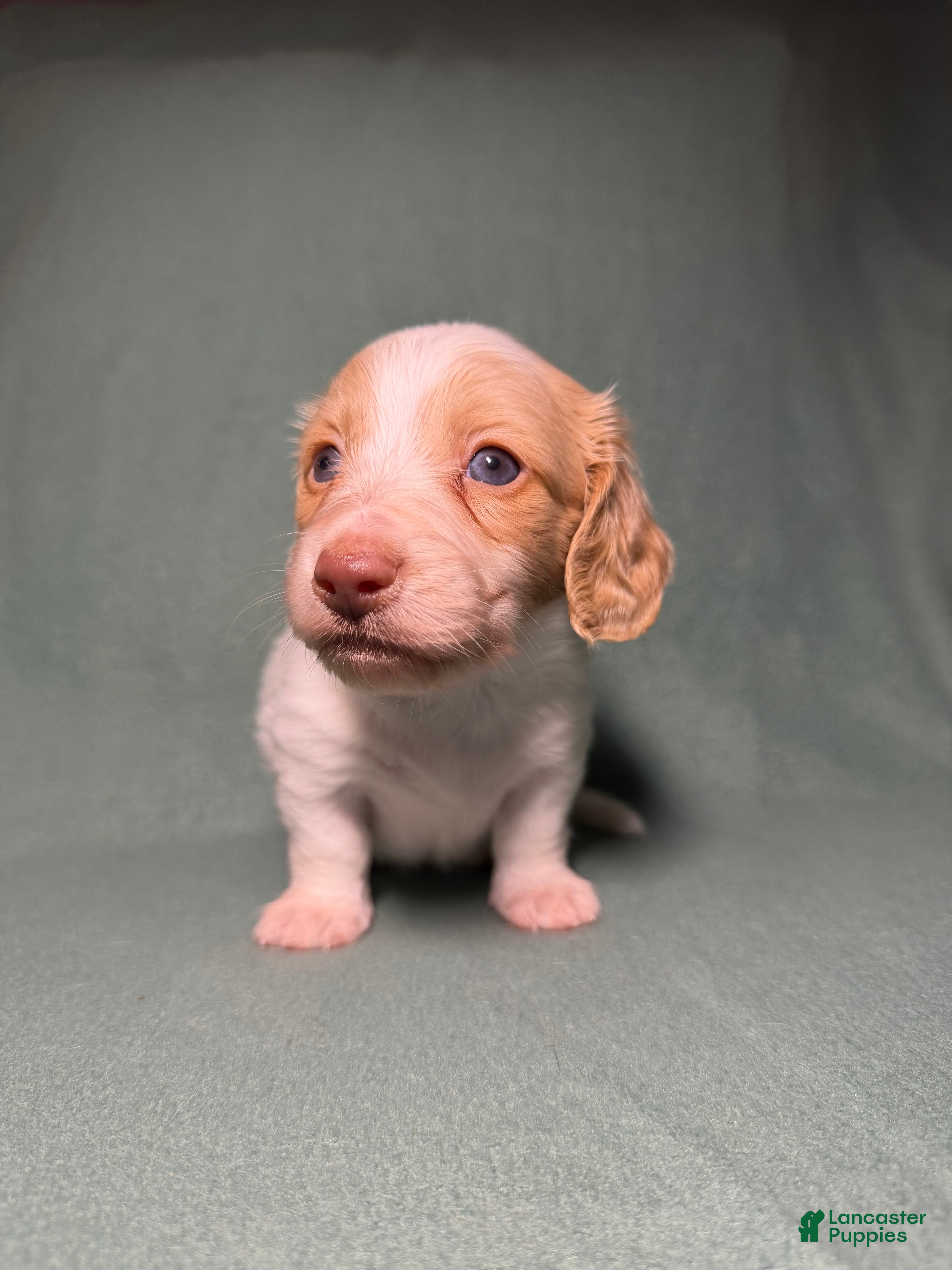 Miniature Dachshund dogs Piglet - Ad 2