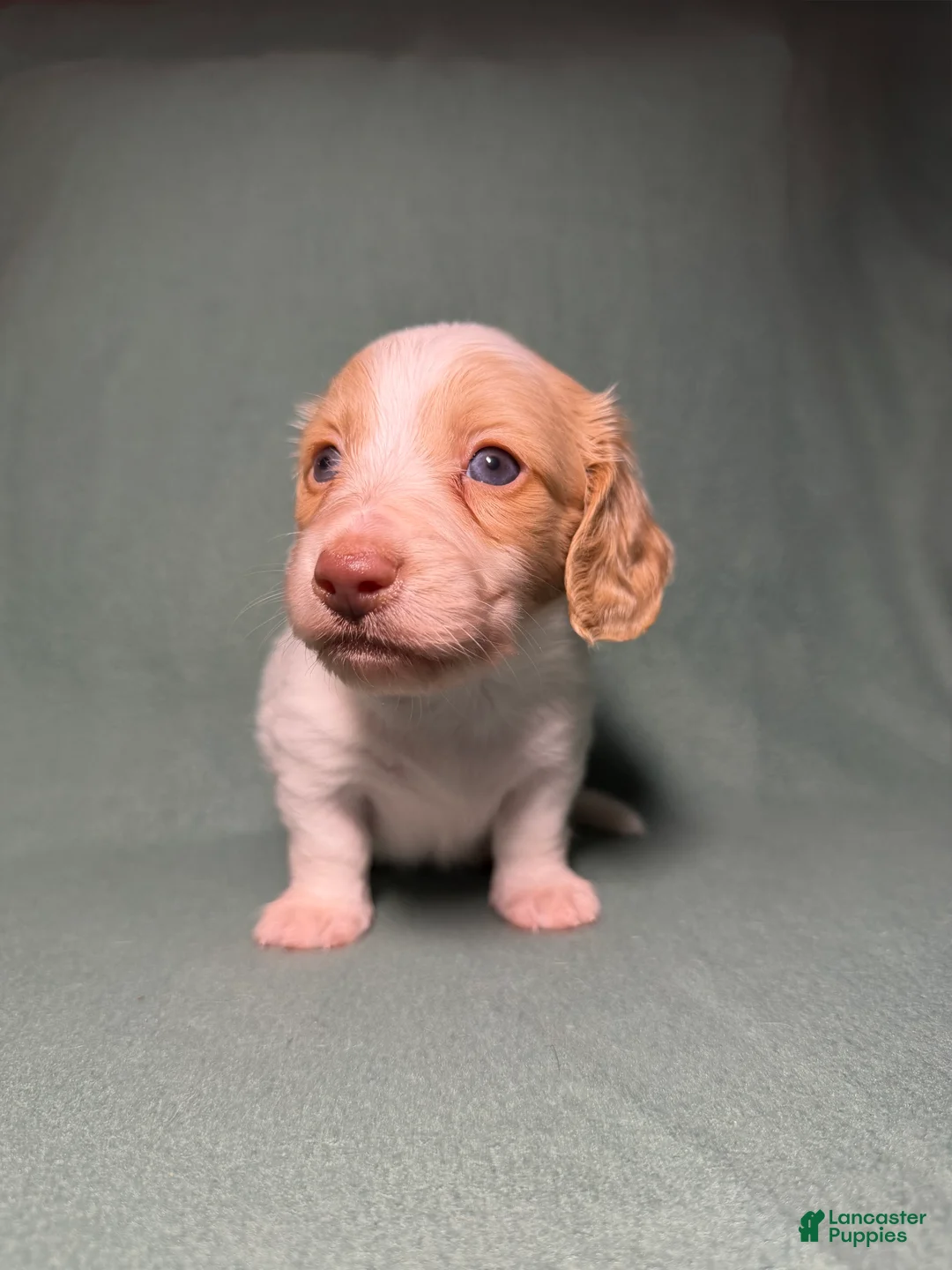 Miniature Dachshund dogs for sale: Piglet - Ad 2