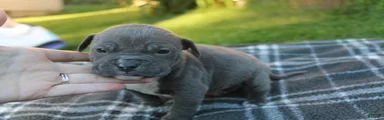 Baloo