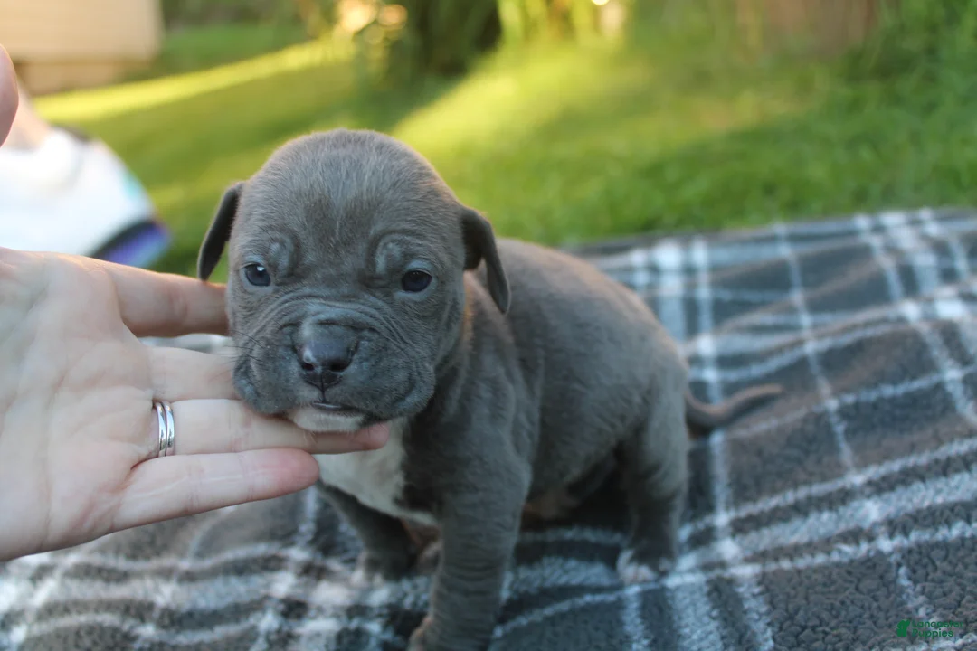 American Bully dogs for sale: Baloo - Ad 1