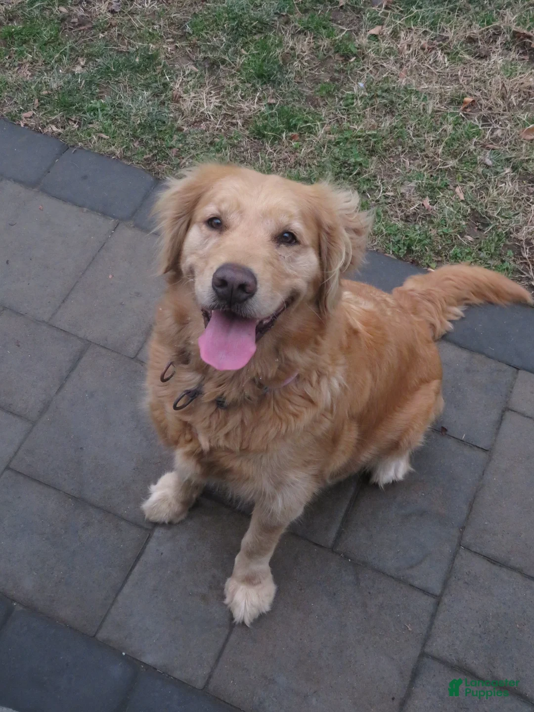 Golden Retriever dogs for sale: LINCOLN - CHAMPION LINE - Ad 5