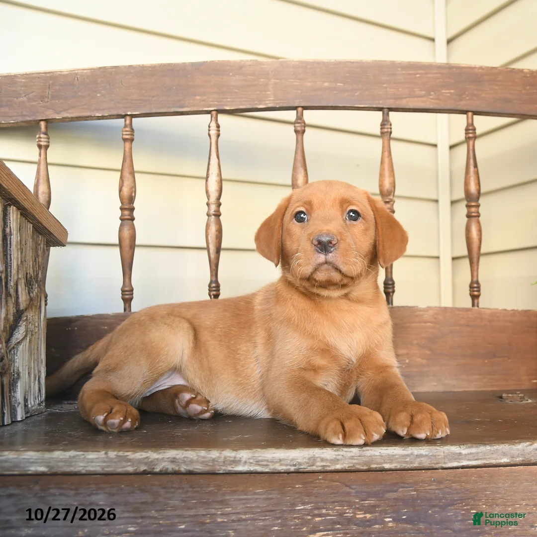 Labrador Retriever dogs for sale: Cinnamon - Ad 1