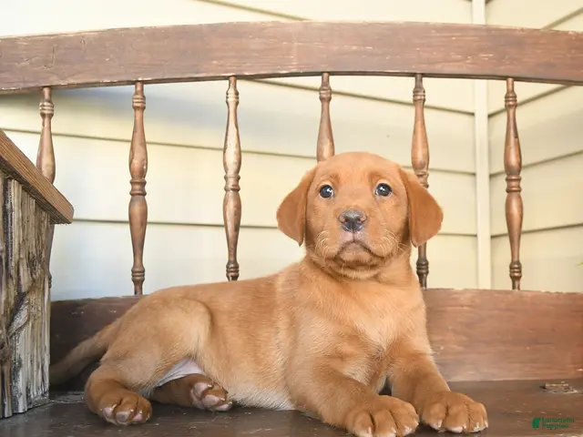 Labrador Retriever dogs for sale: Cinnamon - Ad 1