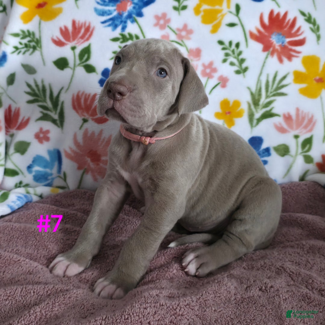 Great Dane dogs for sale: Great Dane Puppy 7 - Ad 4