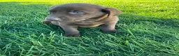 Labrador Retriever dogs for sale: Ricky - Ad 3